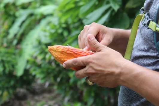 Tour de Cacao: La Candelaria