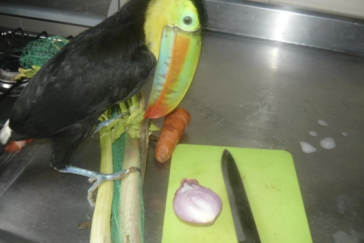 Tours de Avistamiento de Aves