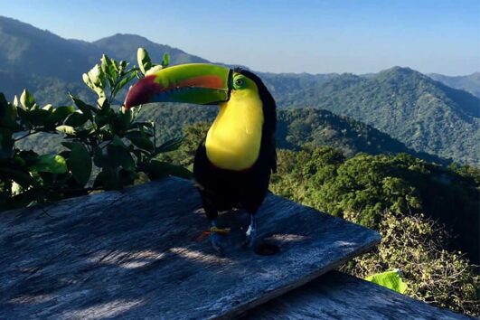 Tours de Avistamiento de Aves